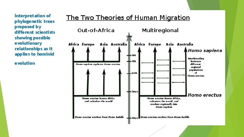 Interpretation of phylogenetic trees proposed by different scientists showing possible evolutionary relationships as it Interpretation of phylogenetic trees proposed by different scientists showing possible evolutionary relationships as it