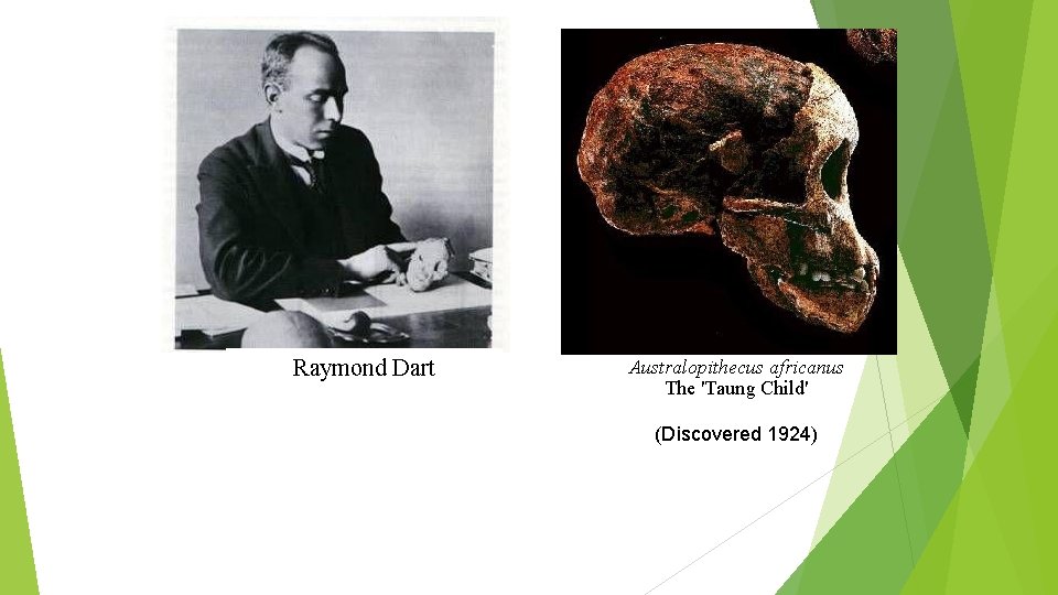 Raymond Dart Australopithecus africanus The 'Taung Child' (Discovered 1924) Raymond Dart Australopithecus africanus The 'Taung Child' (Discovered 1924)