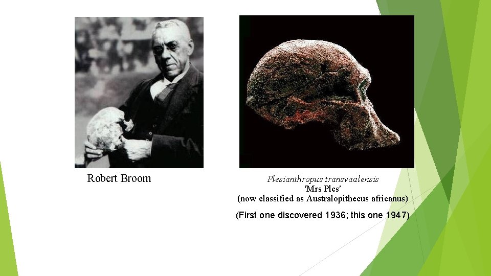 Robert Broom Plesianthropus transvaalensis 'Mrs Ples' (now classified as Australopithecus africanus) (First one discovered Robert Broom Plesianthropus transvaalensis 'Mrs Ples' (now classified as Australopithecus africanus) (First one discovered