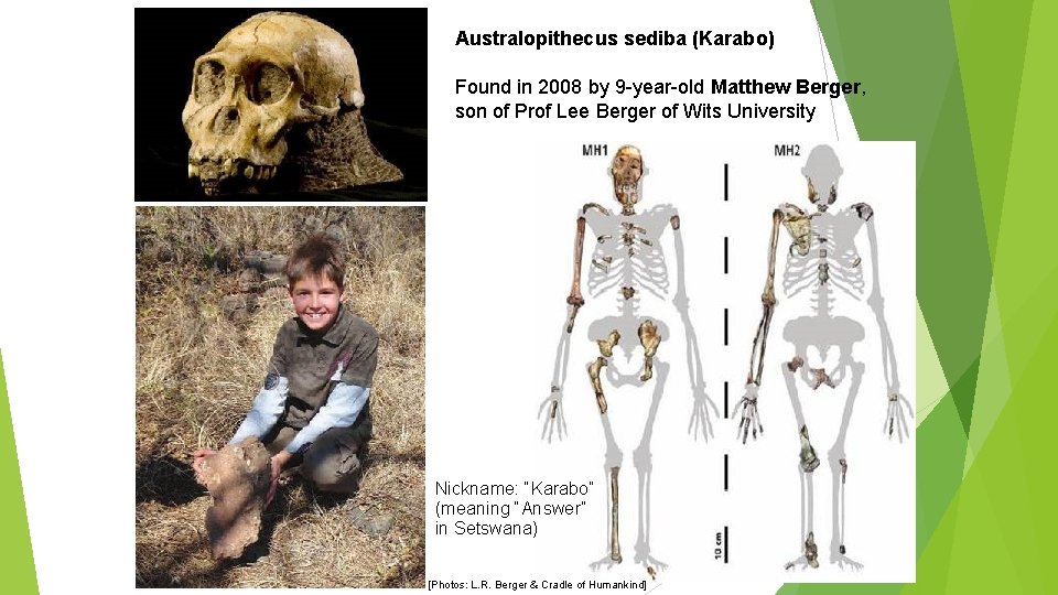 Australopithecus sediba (Karabo) Found in 2008 by 9 -year-old Matthew Berger, son of Prof Australopithecus sediba (Karabo) Found in 2008 by 9 -year-old Matthew Berger, son of Prof