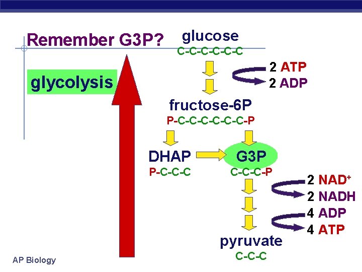 Remember G 3 P? glucose C-C-C-C 2 ATP 2 ADP glycolysis fructose-6 P P-C-C-C-P