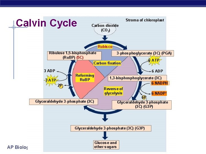 Calvin Cycle Stroma of chloroplast Carbon dioxide (CO 2) Rubisco Ribulose 1, 5 -bisphosphate