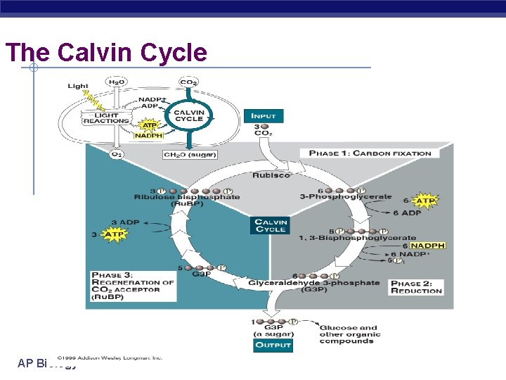 The Calvin Cycle AP Biology 