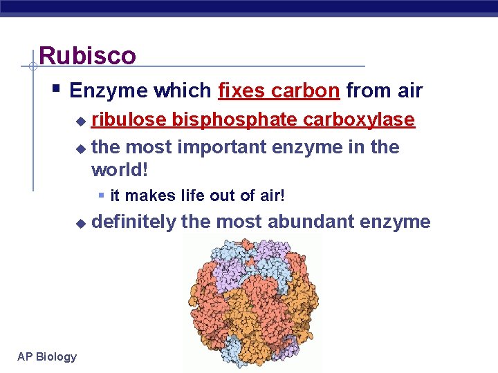 Rubisco § Enzyme which fixes carbon from air ribulose bisphosphate carboxylase u the most