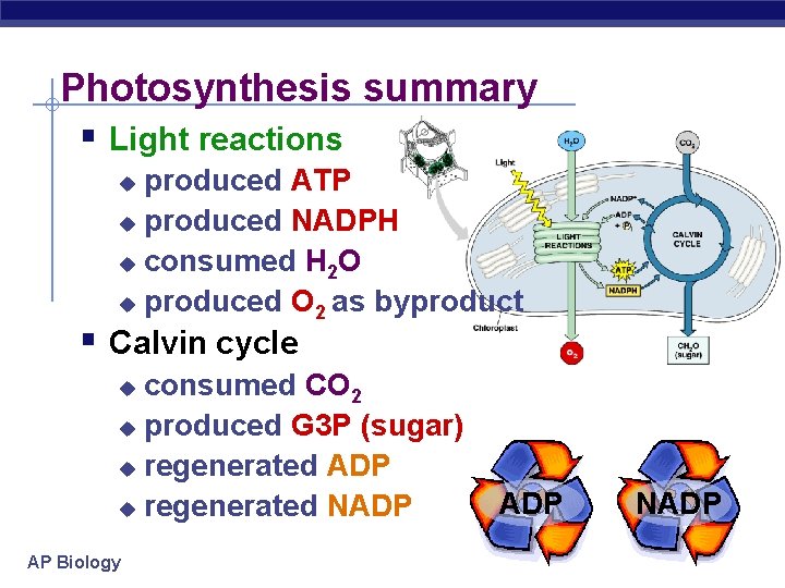 Photosynthesis summary § Light reactions produced ATP u produced NADPH u consumed H 2