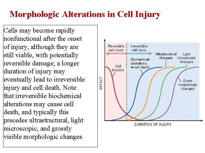 Morphologic Alterations in Cell Injury Cells may become rapidly nonfunctional after the onset of