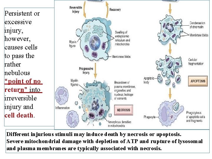 Persistent or excessive injury, however, causes cells to pass the rather nebulous “point of