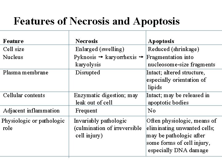 Features of Necrosis and Apoptosis Feature Cell size Nucleus Plasma membrane Cellular contents Adjacent