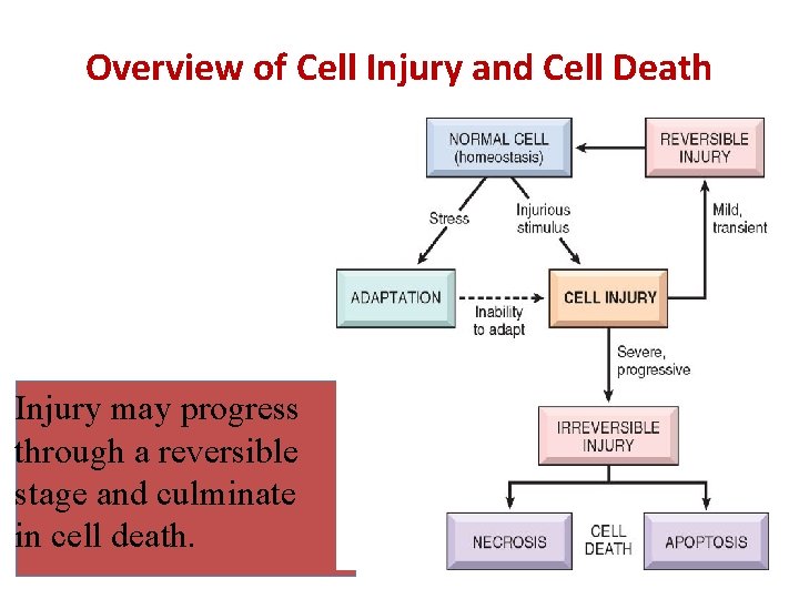 Overview of Cell Injury and Cell Death Injury may progress through a reversible stage