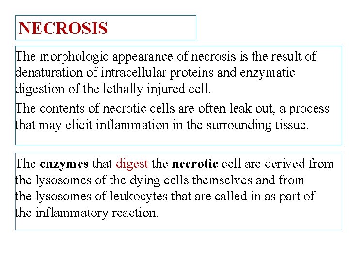 NECROSIS The morphologic appearance of necrosis is the result of denaturation of intracellular proteins