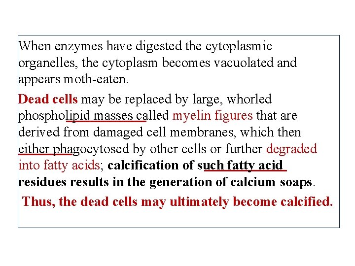 When enzymes have digested the cytoplasmic organelles, the cytoplasm becomes vacuolated and appears moth-eaten.