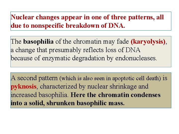 Nuclear changes appear in one of three patterns, all due to nonspecific breakdown of