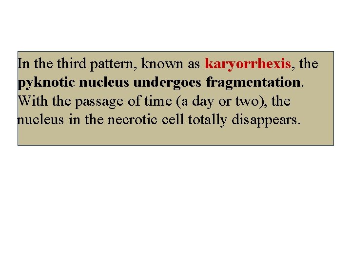 In the third pattern, known as karyorrhexis, the pyknotic nucleus undergoes fragmentation. With the
