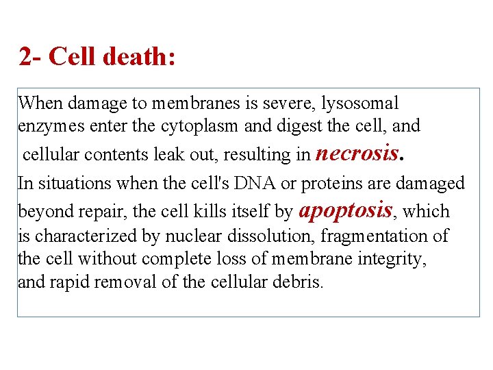 2 - Cell death: When damage to membranes is severe, lysosomal enzymes enter the