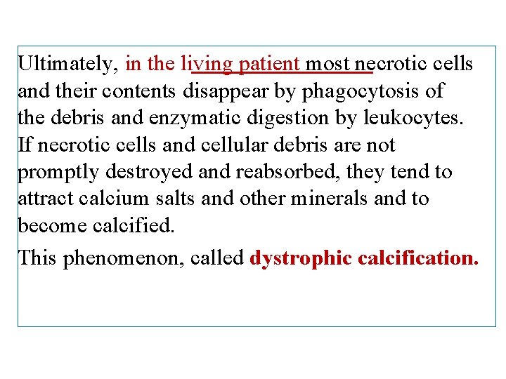 Ultimately, in the living patient most necrotic cells and their contents disappear by phagocytosis