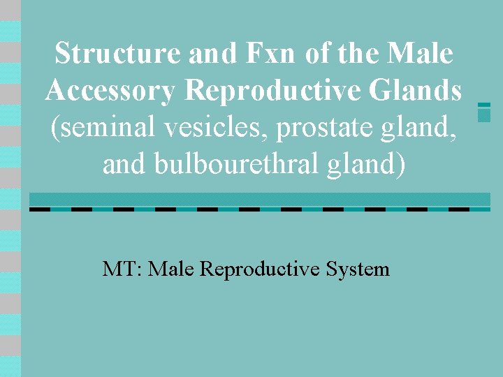 Structure and Fxn of the Male Accessory Reproductive Glands (seminal vesicles, prostate gland, and