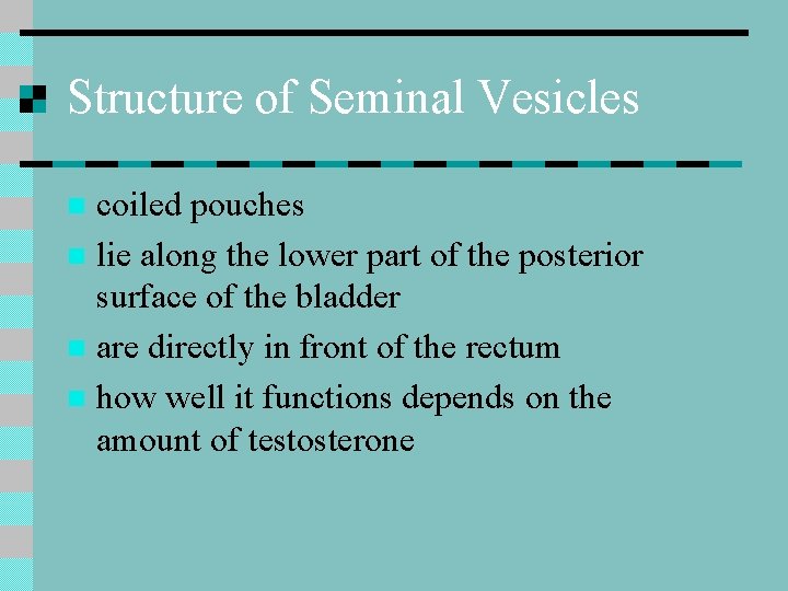 Structure of Seminal Vesicles coiled pouches n lie along the lower part of the