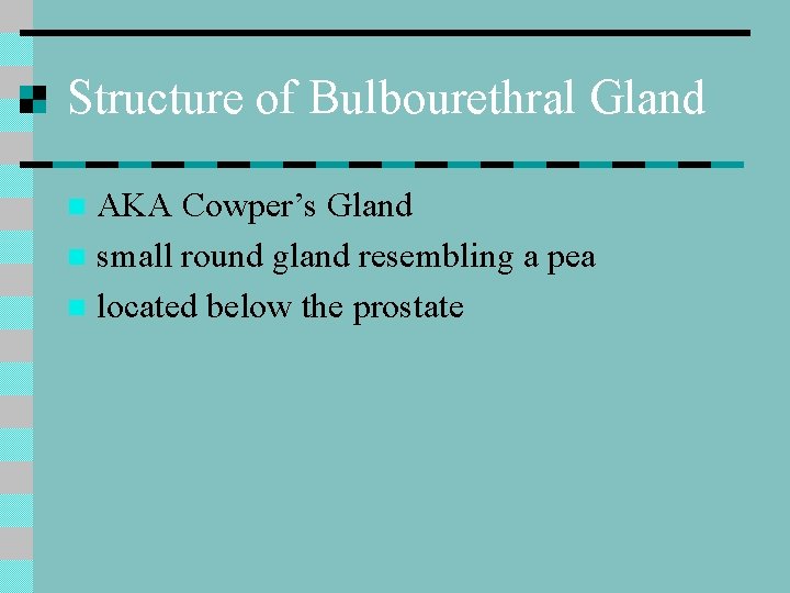 Structure of Bulbourethral Gland AKA Cowper’s Gland n small round gland resembling a pea