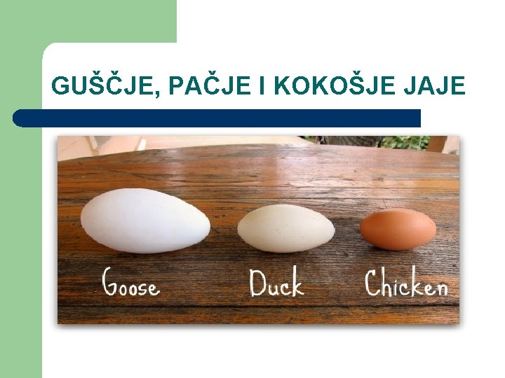 GUŠČJE, PAČJE I KOKOŠJE JAJE 