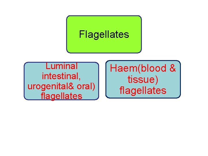 Flagellates Luminal intestinal, urogenital& oral) flagellates Haem(blood & tissue) flagellates 