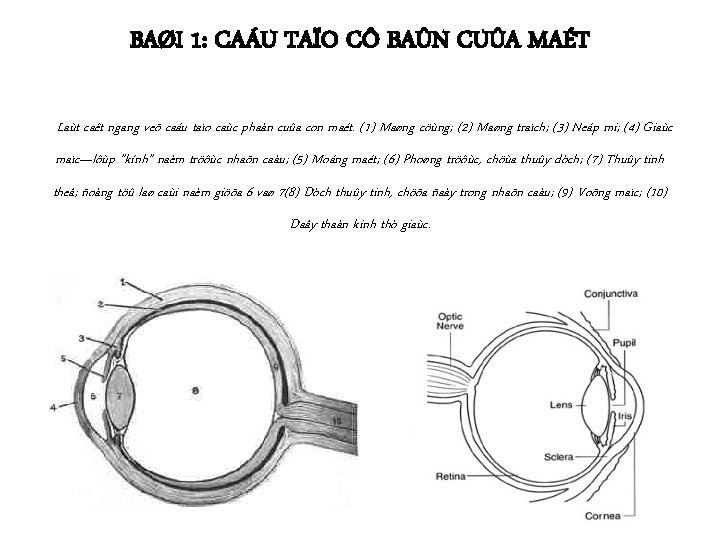 BAØI 1: CAÁU TAÏO CÔ BAÛN CUÛA MAÉT Laùt caêt ngang veõ caáu taïo