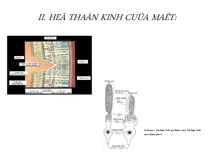 II. HEÄ THAÀN KINH CUÛA MAÉT: Hình soá 7: Teá baøo hình que (beân