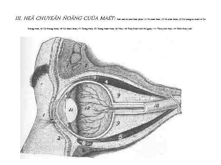 III. HEÄ CHUYEÅN ÑOÄNG CUÛA MAÉT: Laùt caét ôû maét beân phaûi: (1) Mí