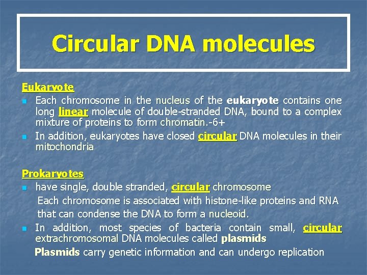Circular DNA molecules Eukaryote n Each chromosome in the nucleus of the eukaryote contains
