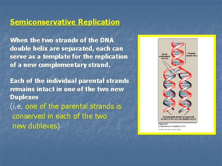 Semiconservative Replication When the two strands of the DNA double helix are separated, each