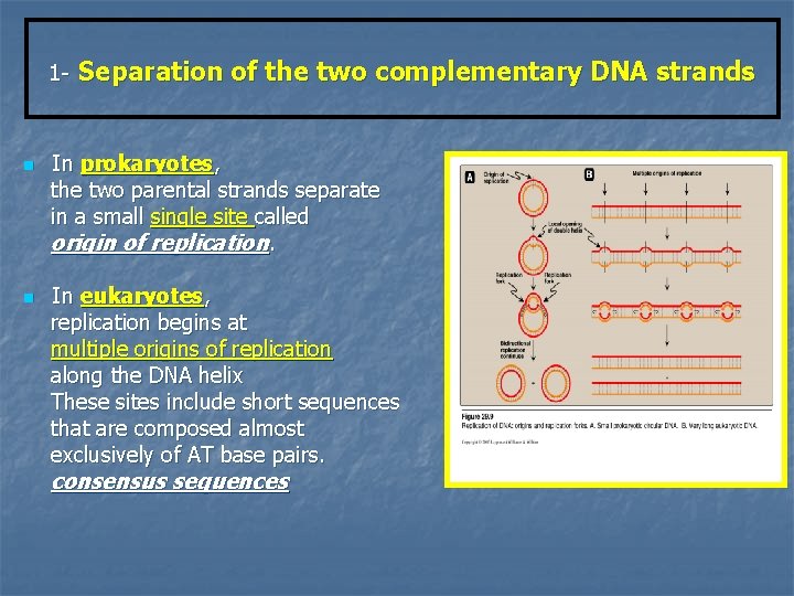 1 - n n Separation of the two complementary DNA strands In prokaryotes, the