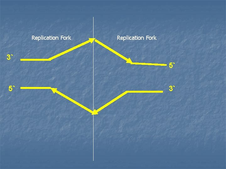 Replication Fork 3` 5` Replication Fork 5` 3` 