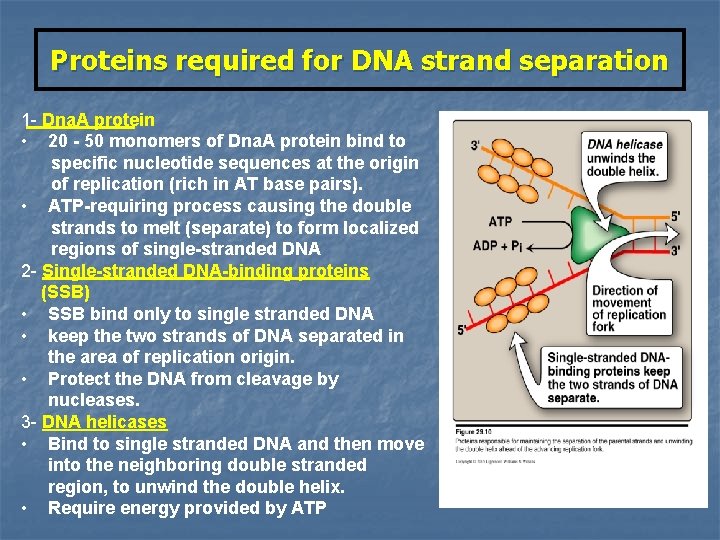 Proteins required for DNA strand separation 1 - Dna. A protein • 20 -