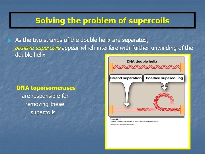 Solving the problem of supercoils n As the two strands of the double helix
