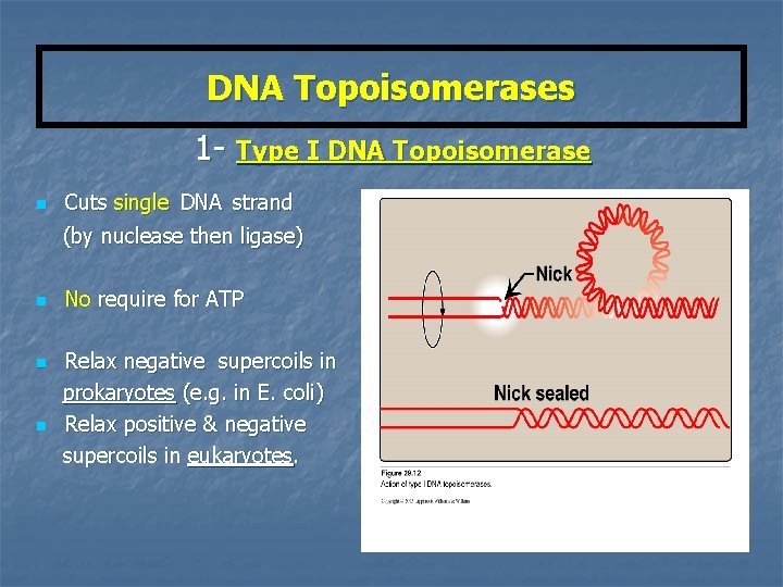 DNA Topoisomerases 1 - Type I DNA Topoisomerase n Cuts single DNA strand (by