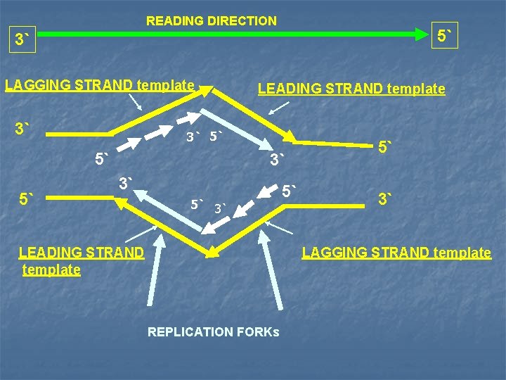 READING DIRECTION 5` 3` LAGGING STRAND template 3` 3` 5` 5` 5` LEADING STRAND