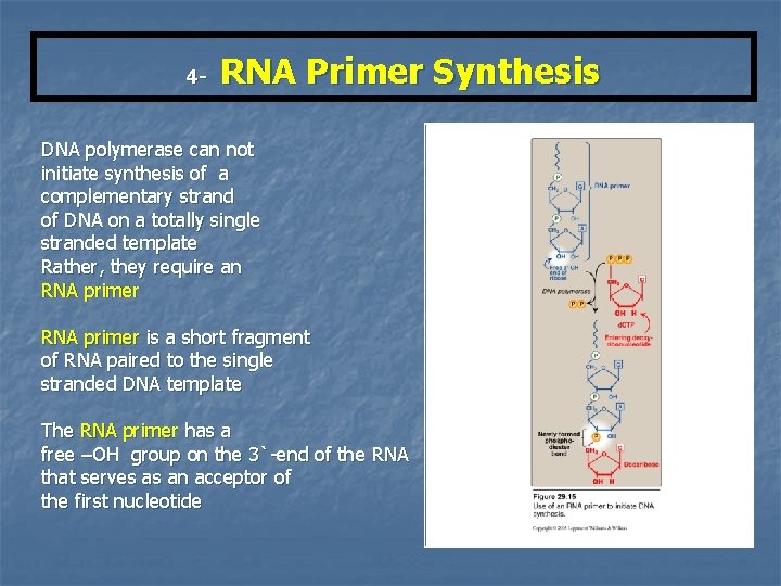 4 - RNA Primer Synthesis DNA polymerase can not initiate synthesis of a complementary