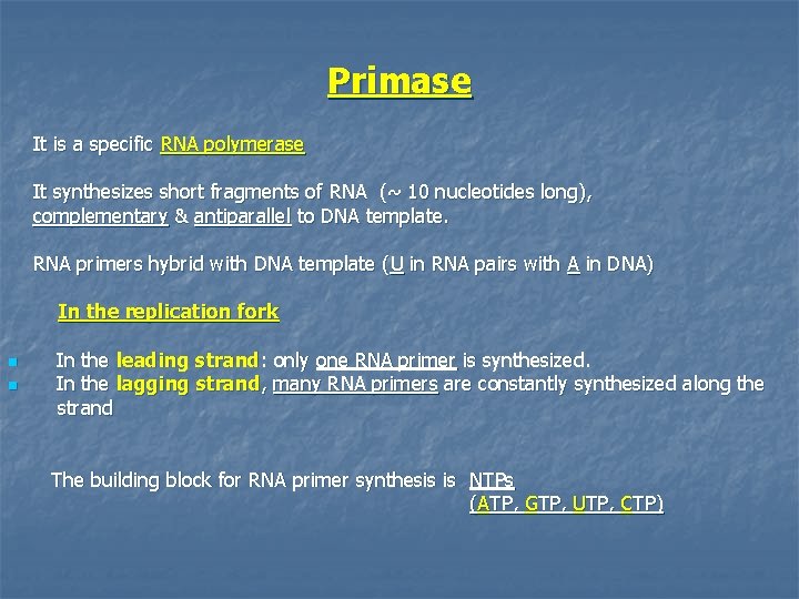 Primase It is a specific RNA polymerase It synthesizes short fragments of RNA (~