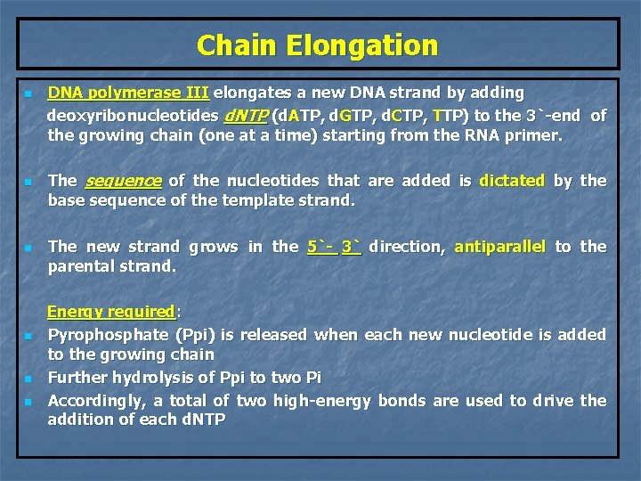 Chain Elongation n n n DNA polymerase III elongates a new DNA strand by