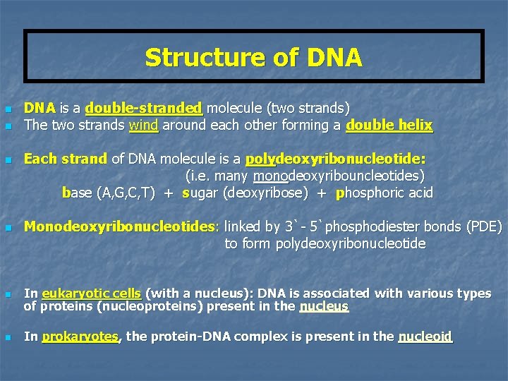 Structure of DNA n n DNA is a double-stranded molecule (two strands) The two