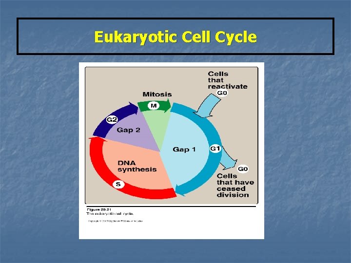 Eukaryotic Cell Cycle 