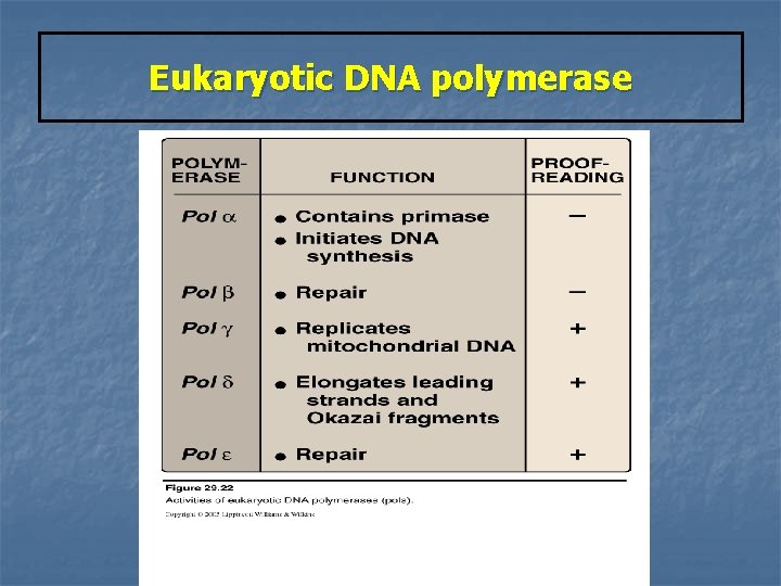 Eukaryotic DNA polymerase 