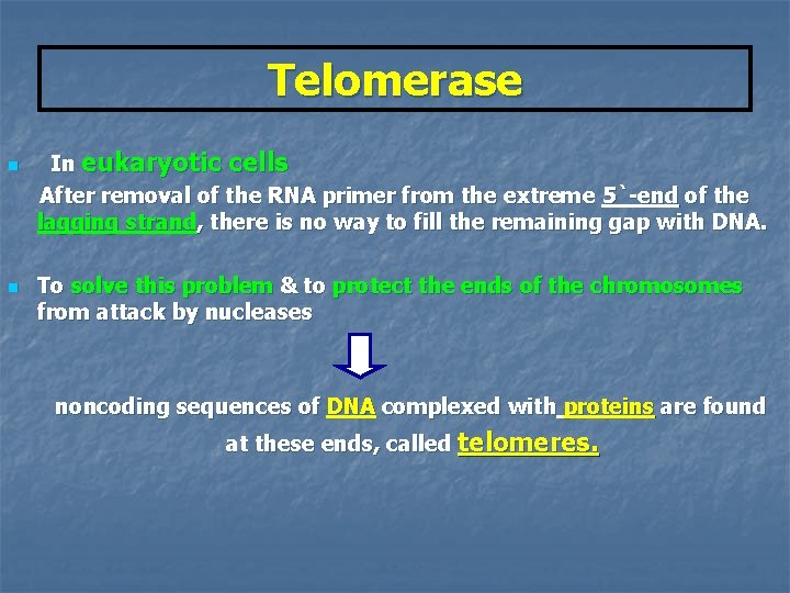 Telomerase n n In eukaryotic cells After removal of the RNA primer from the