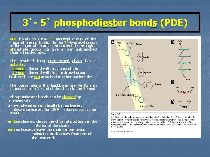 3`- 5` phosphodiester bonds (PDE) n n PDE bonds join the 5`-hydroxyl group of