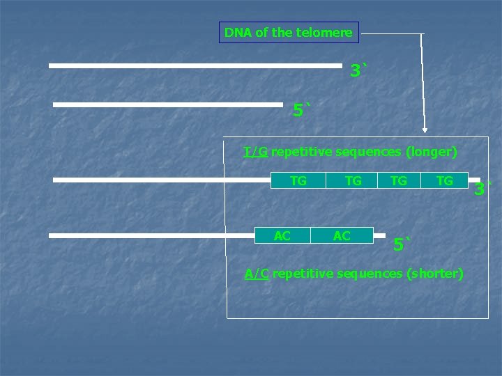 DNA of the telomere 3` 5` T/G repetitive sequences (longer) TG AC TG TG