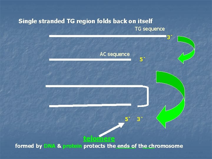 Single stranded TG region folds back on itself TG sequence 3` AC sequence 5`