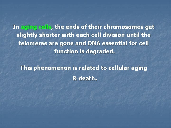 In aging cells, the ends of their chromosomes get slightly shorter with each cell