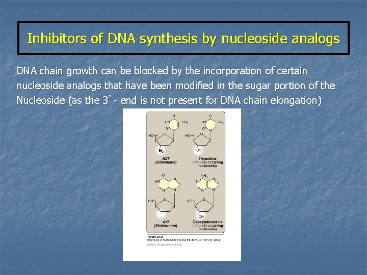 Inhibitors of DNA synthesis by nucleoside analogs DNA chain growth can be blocked by