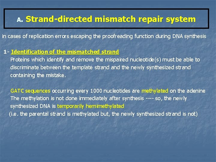 A. Strand-directed mismatch repair system in cases of replication errors escaping the proofreading function