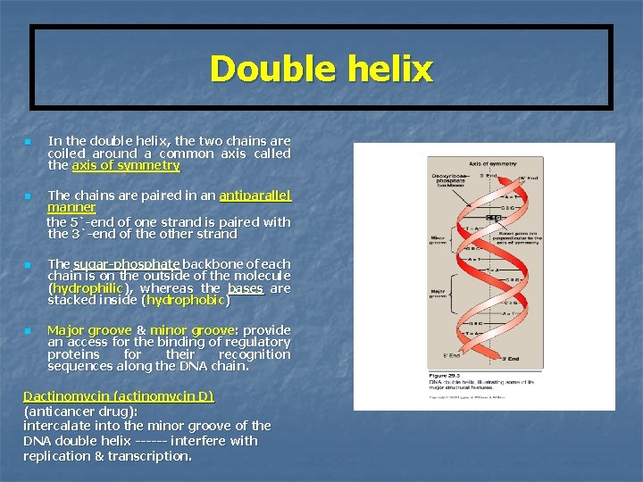 Double helix n n In the double helix, the two chains are coiled around
