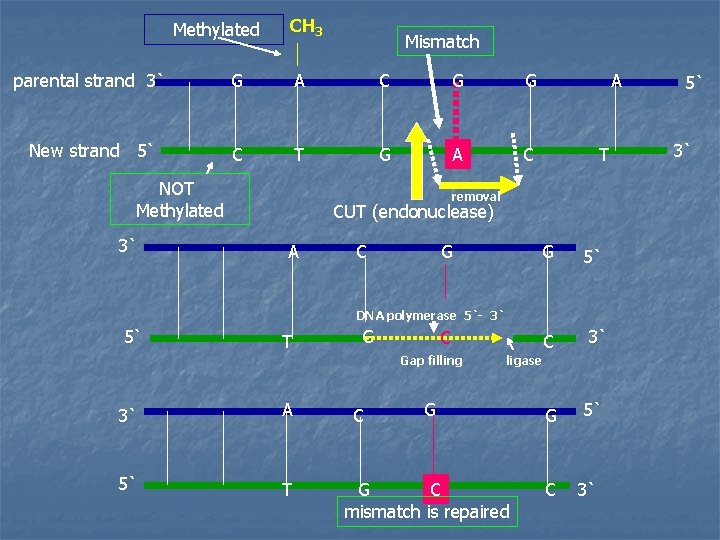 Methylated CH 3 Mismatch parental strand 3` G A C G G New strand